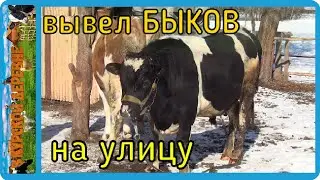 вывел быков для огула коровы, загуляла рыжая, корова в охоте