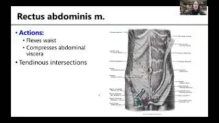 MSK4 MusclesAbdomen