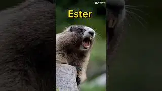 #ester