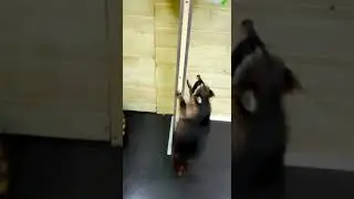 Dancing raccoon Танцующий енот