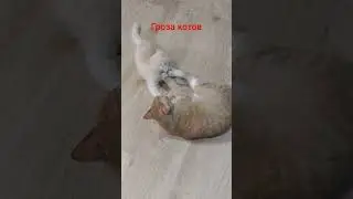 #коты
