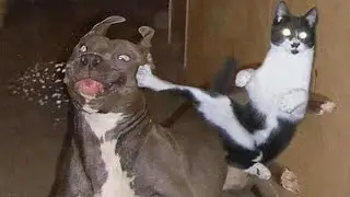 Cats and Dogs Friendship -  Funny Cat & Dog Videos Compilation