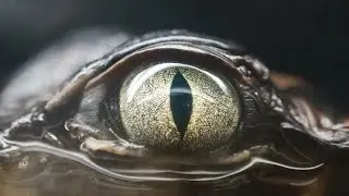 glimpse of us cover
