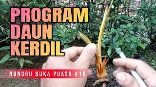 Nunggu Buka Puasa Part 18 || Program Daun Bonsai Kelapa