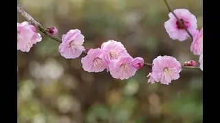 紅梅の歌