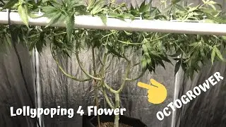 Lollypop 4 Flower | Octogrower   SD 480p