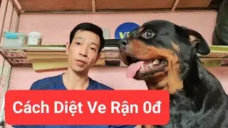 Cách diệt ve rận bọ chét chó mèo hiệu quả dễ làm