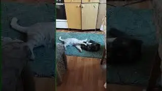 Кот и кошка играются.