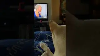 Shiba Inu watches tv like a human