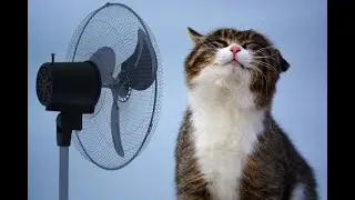 Cat playing Funny video | Best of internet videos, OMG So Cute Cat ♥ Best Funny Cat Videos 2021