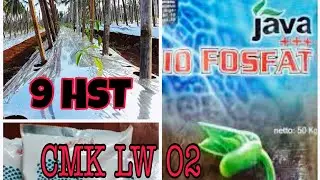 Pemupukan Pertama Cmk Lw 02
