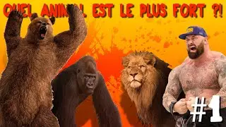 QUEL ANIMAL EST LE PLUS FORT ?!  | Humain, Ours Kodiak, Gorille, Lion