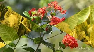 Andromeda Gardens in Barbados