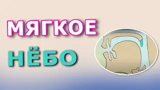 Мягкое нёбо