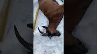 Был я папкой, стану мамкой 