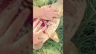 ахота на сазан