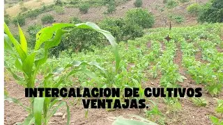 cultivo de limón Tahití