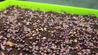 GROWING WHEATGRASS/MICROGREENS FOR MARKET