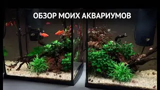 Review of my aquariums