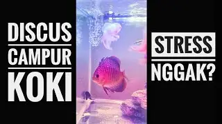 DISCUS CAMPUR KOKI
