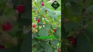 Узнайте секреты успешного выращивания малины! #огород #малина #сад #садоводство #garden #дача