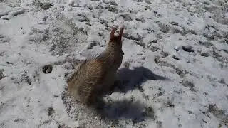 Две белочки, голубь и ворона