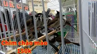 Đi chợ Chim lớn nhất Miền Bắc, giá rẻ như cho | Cá Mập TV
