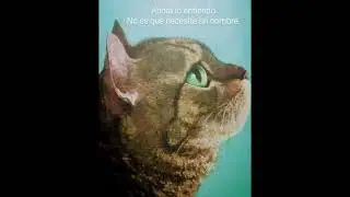 El gato que buscaba un nombre