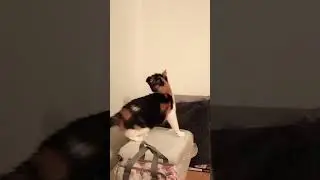 Masha Cat kills and eats a Fly 😄
