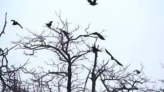 Птицы на дереве
