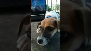 Watching One Piece with my Dog Sneaky❣️