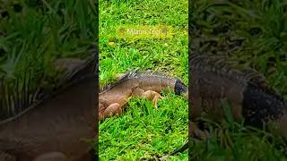 #miami #miamibeach #fortlauderdale #florida #iguana #iguanas #lizards