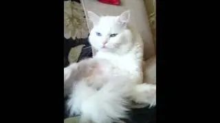 Кот с разными глазами
