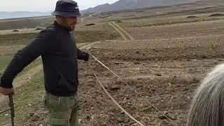 Картофель сажаем пахотным плугом.