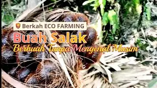 DENGAN PILLOW SLOW RELEASE  BUAH KEBUN SALAK MELIMPAH