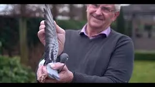 Here's the current WORLDS MOST EXPENSIVE PIGEON!