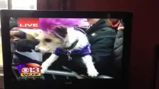 Stella !