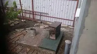Прилетел рой дамой в ловушку