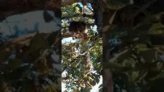 Появился новый бельчонок