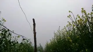na rasta malum na tera stutes