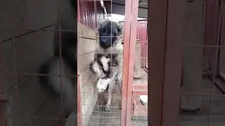VID 20220426 152101   Валькирия и папа,мама , бабушка