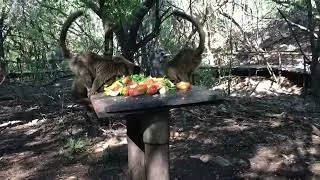 Alimentando macacos na África do Sul