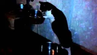 Никифер ест воду Найка