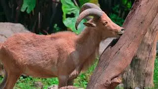 Kehidupan Kambing Gunung Di Hutan