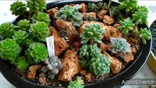 Моя коллекция Седум- Очитки🍀 Collection sedum