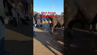 эшбексатор гаровти