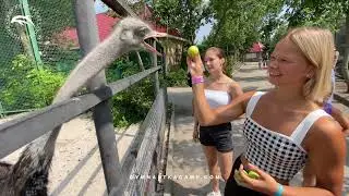 Парк львов Тайган 2021