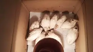 Перепелята из МАГАЗИННОГО яйца . ПРОДОЛЖЕНИЕ