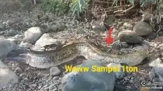 Penemuan Sidat terbesar Wow