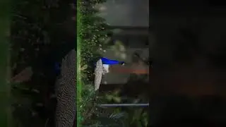 Peacock in Summers